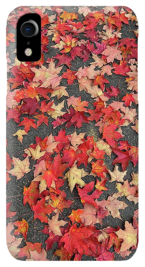 Maple Leaves In October 1 - Phone Case