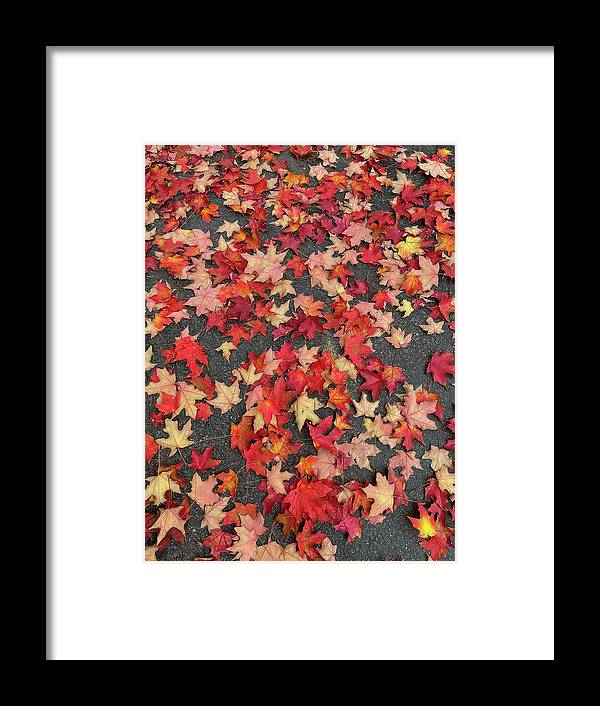 Maple Leaves In October 1 - Framed Print