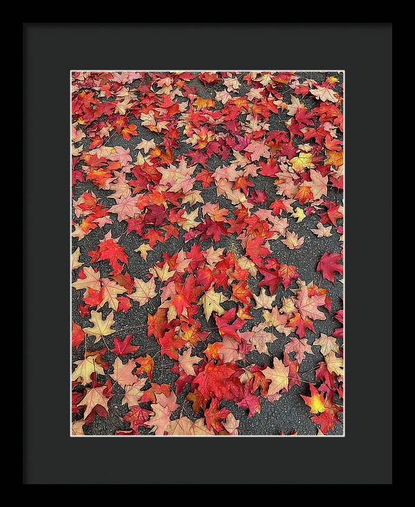 Maple Leaves In October 1 - Framed Print