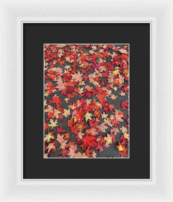 Maple Leaves In October 1 - Framed Print