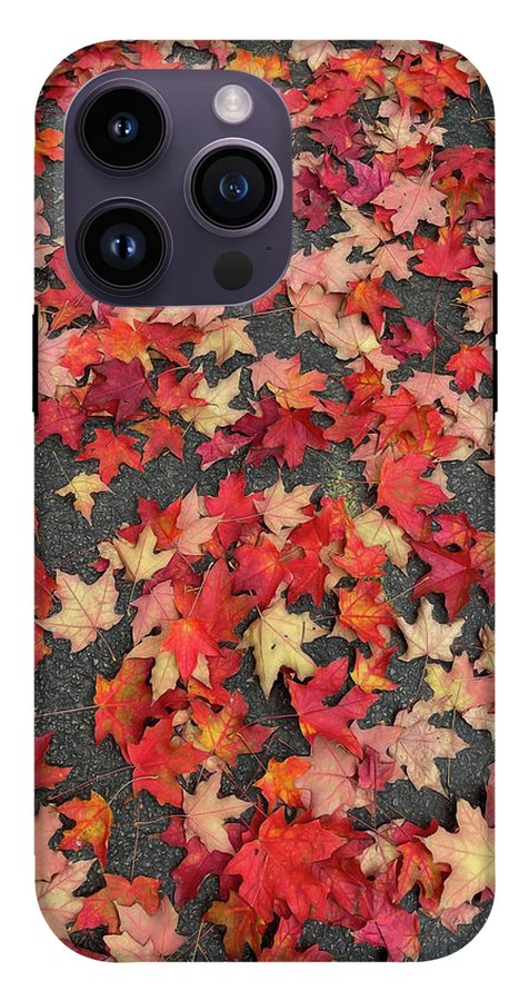 Maple Leaves In October 1 - Phone Case