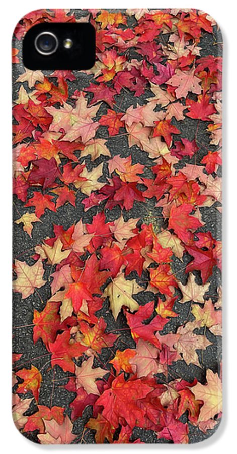 Maple Leaves In October 1 - Phone Case