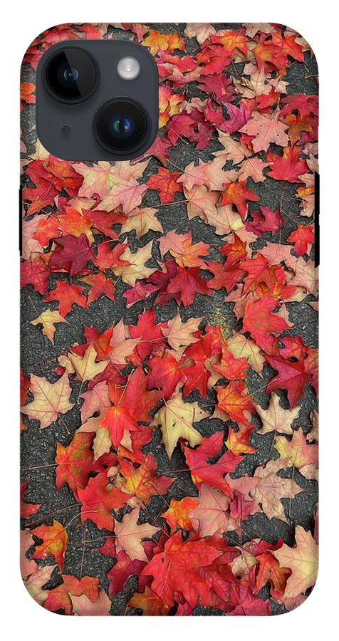 Maple Leaves In October 1 - Phone Case