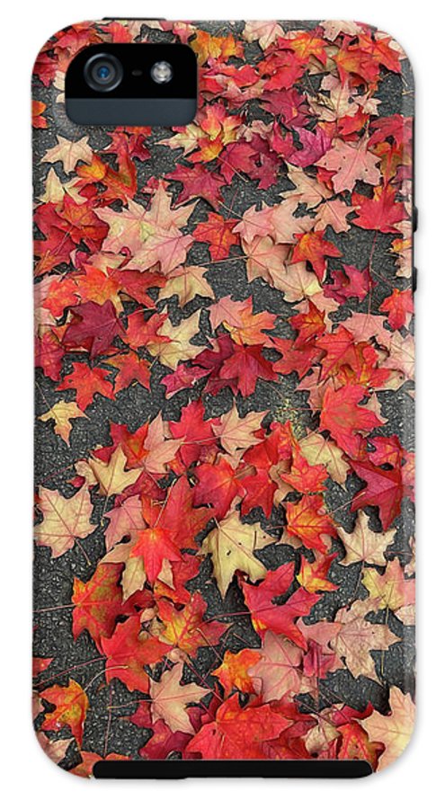 Maple Leaves In October 1 - Phone Case