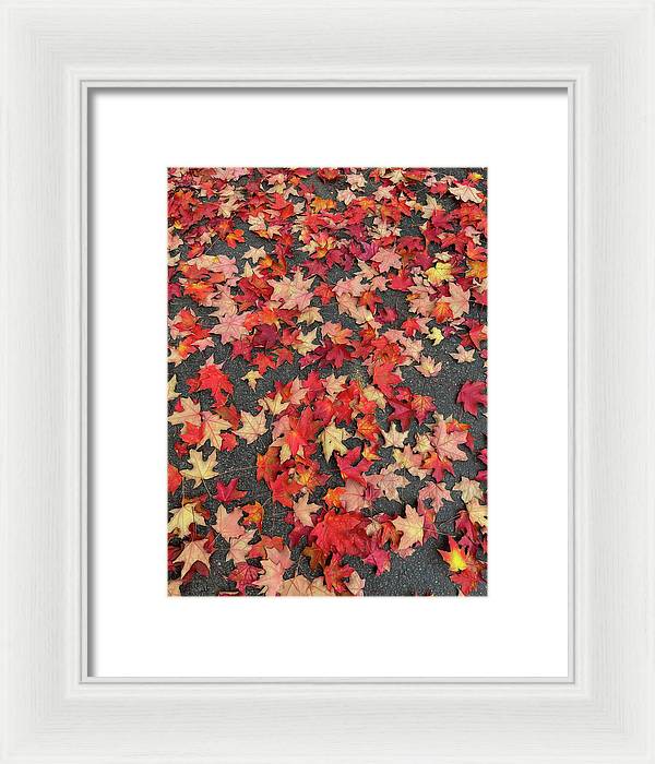 Maple Leaves In October 1 - Framed Print