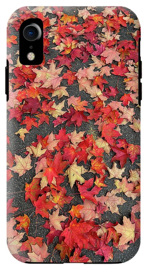 Maple Leaves In October 1 - Phone Case