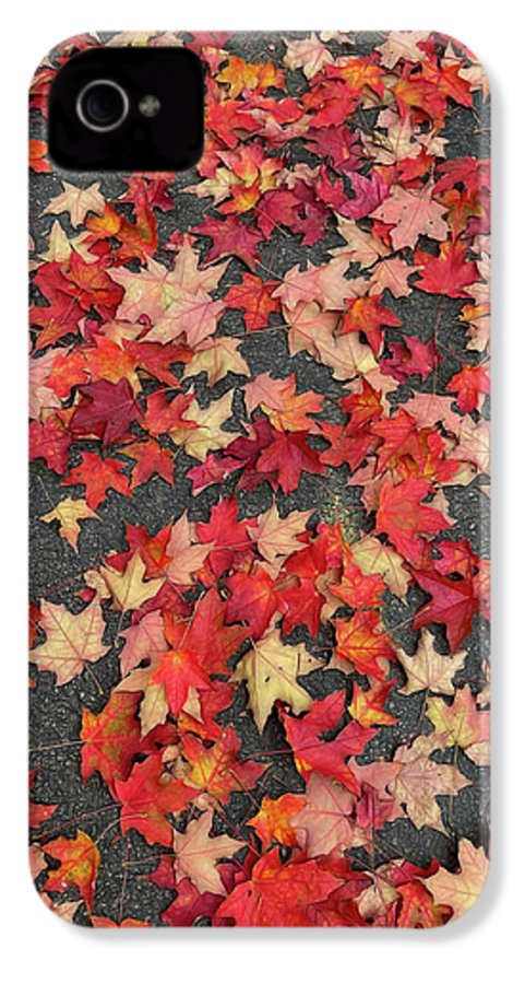 Maple Leaves In October 1 - Phone Case
