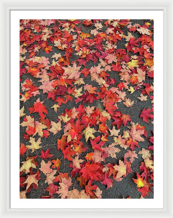 Maple Leaves In October 1 - Framed Print
