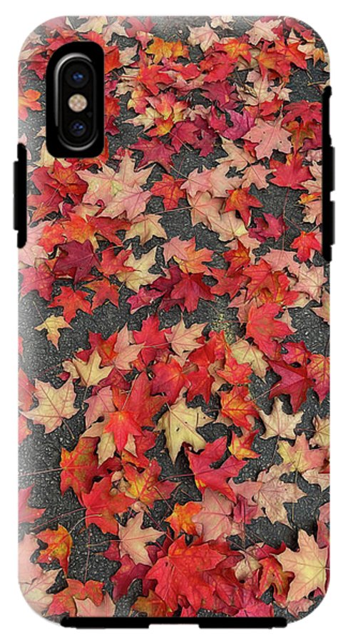 Maple Leaves In October 1 - Phone Case