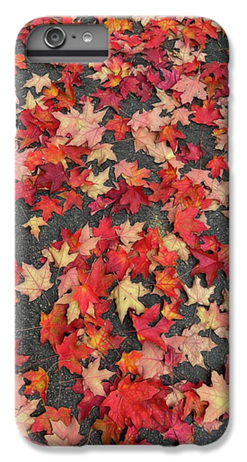 Maple Leaves In October 1 - Phone Case