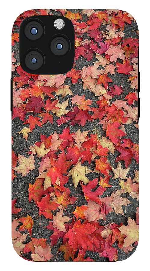 Maple Leaves In October 1 - Phone Case