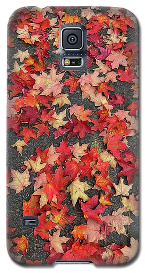 Maple Leaves In October 1 - Phone Case
