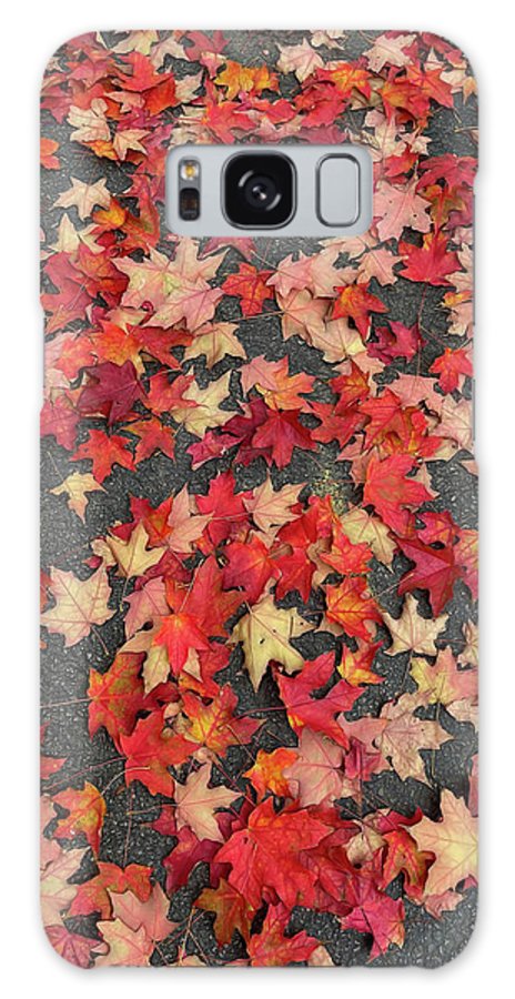 Maple Leaves In October 1 - Phone Case