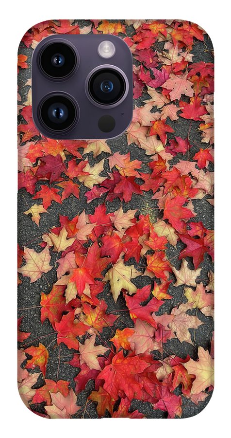 Maple Leaves In October 1 - Phone Case