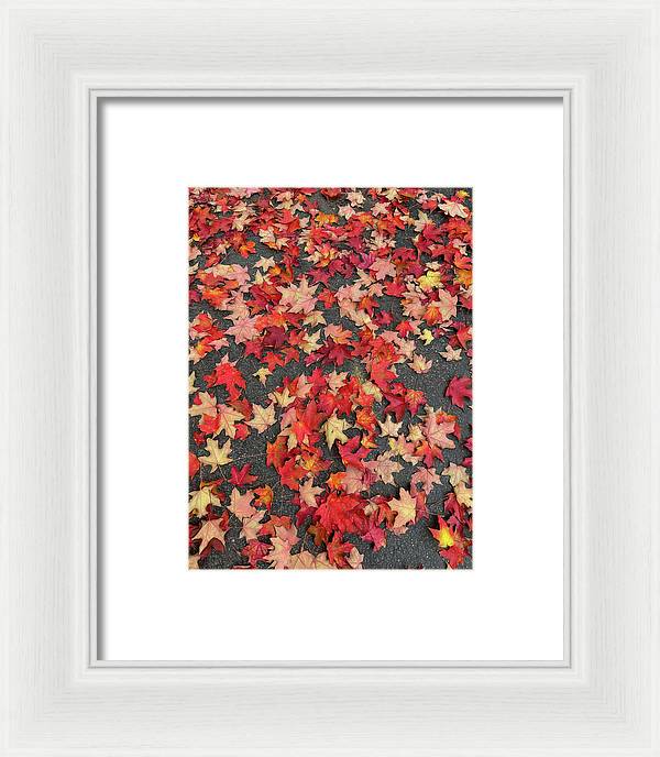 Maple Leaves In October 1 - Framed Print