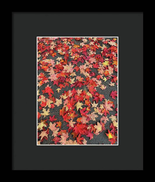 Maple Leaves In October 1 - Framed Print