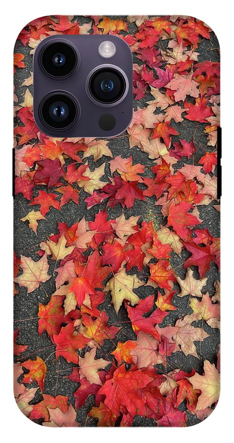 Maple Leaves In October 1 - Phone Case