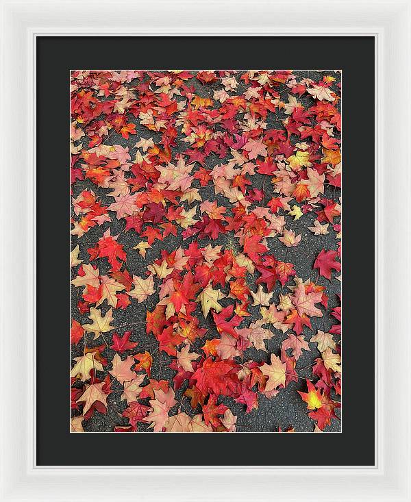 Maple Leaves In October 1 - Framed Print