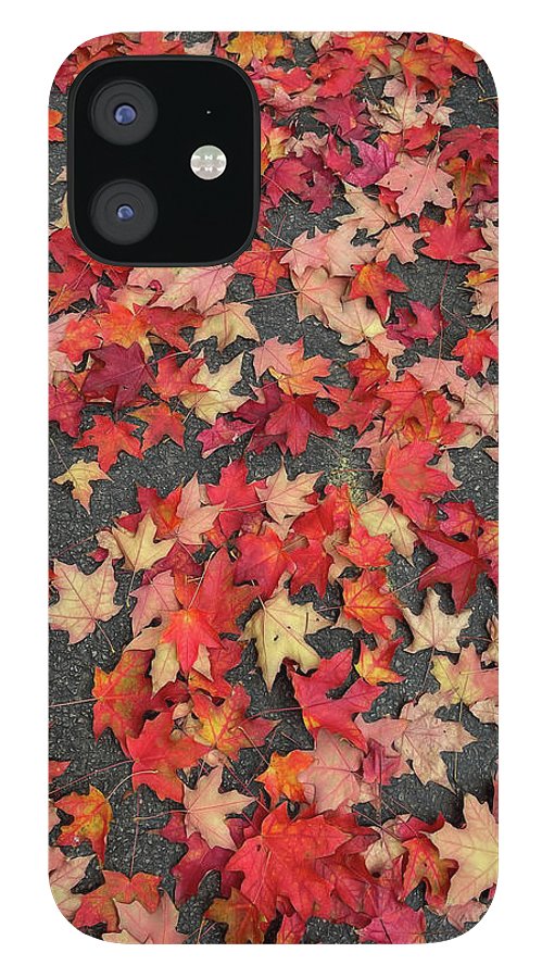 Maple Leaves In October 1 - Phone Case