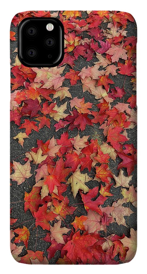 Maple Leaves In October 1 - Phone Case