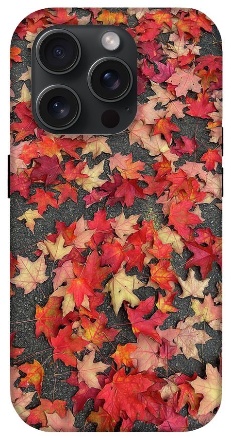 Maple Leaves In October 1 - Phone Case