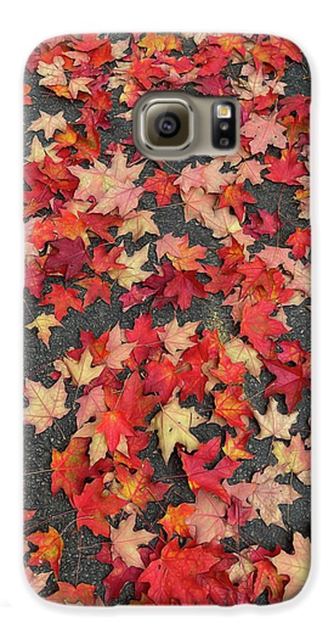 Maple Leaves In October 1 - Phone Case