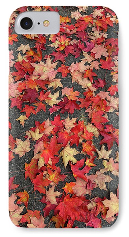 Maple Leaves In October 1 - Phone Case