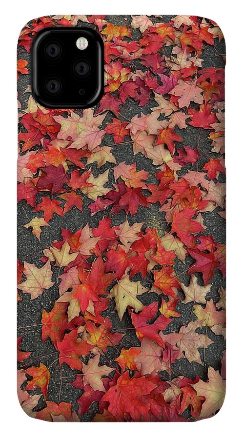 Maple Leaves In October 1 - Phone Case