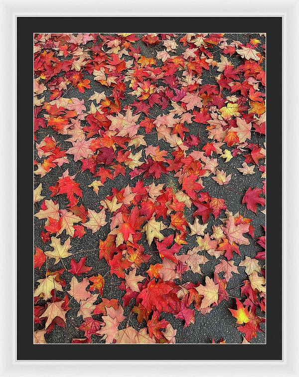 Maple Leaves In October 1 - Framed Print