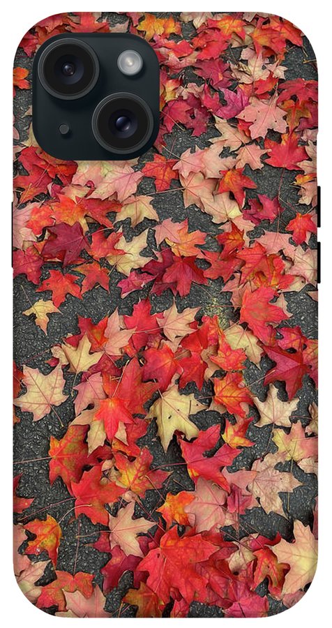 Maple Leaves In October 1 - Phone Case