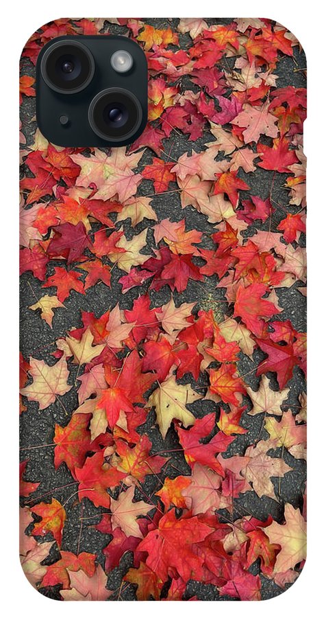 Maple Leaves In October 1 - Phone Case