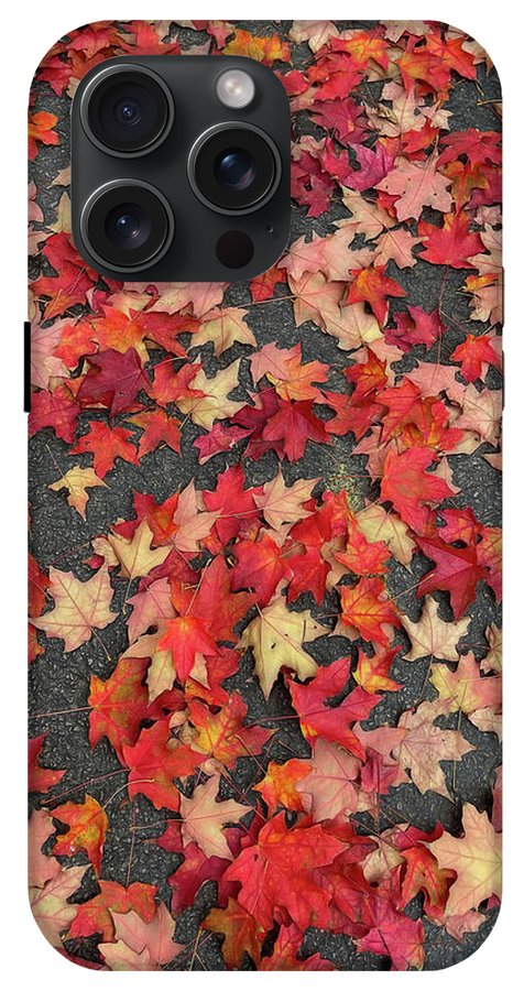 Maple Leaves In October 1 - Phone Case