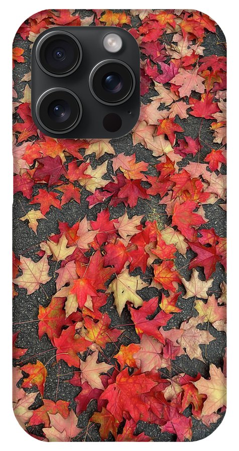 Maple Leaves In October 1 - Phone Case