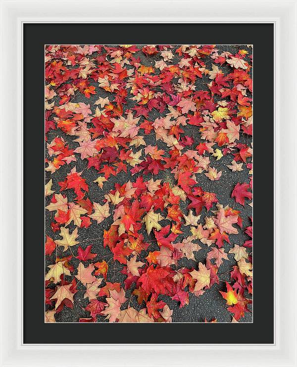 Maple Leaves In October 1 - Framed Print