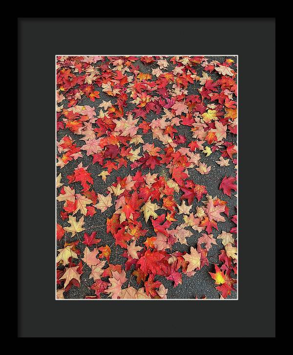 Maple Leaves In October 1 - Framed Print