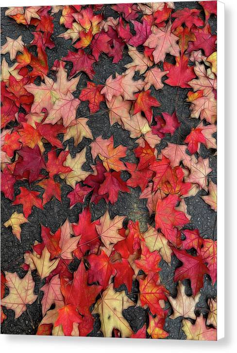 Maple Leaves In October 2 - Canvas Print