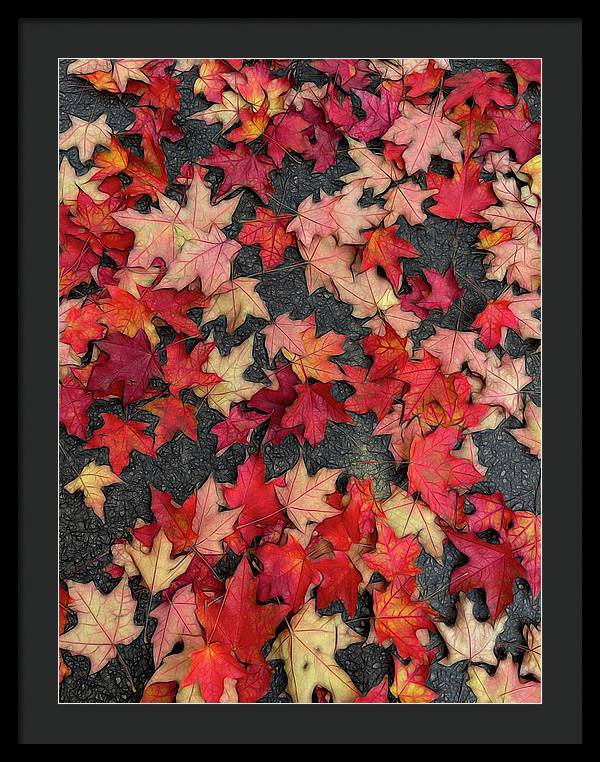 Maple Leaves In October 2 - Framed Print