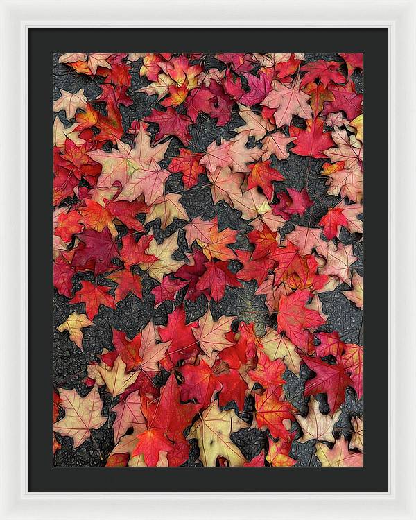 Maple Leaves In October 2 - Framed Print