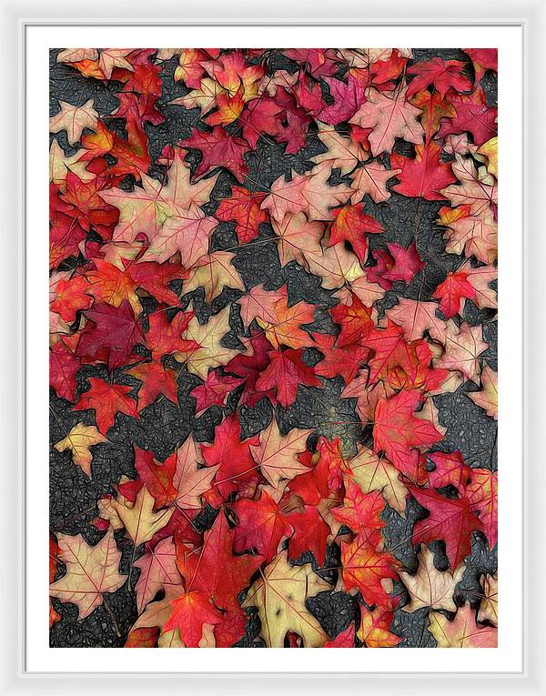 Maple Leaves In October 2 - Framed Print