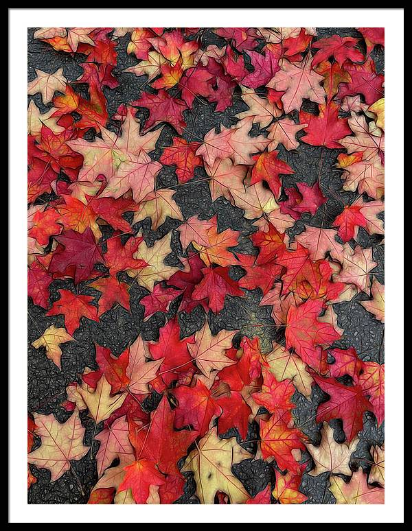 Maple Leaves In October 2 - Framed Print