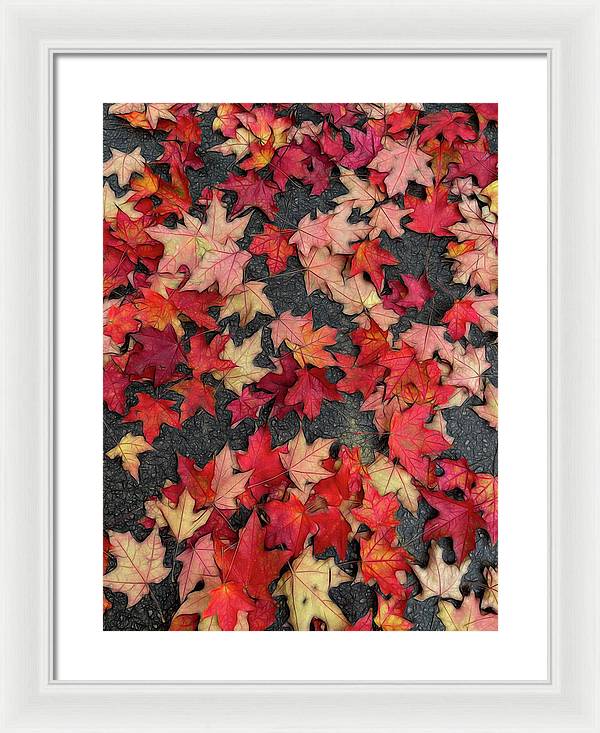 Maple Leaves In October 2 - Framed Print