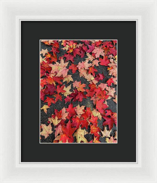 Maple Leaves In October 2 - Framed Print