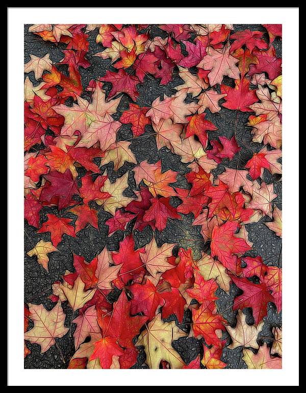 Maple Leaves In October 2 - Framed Print