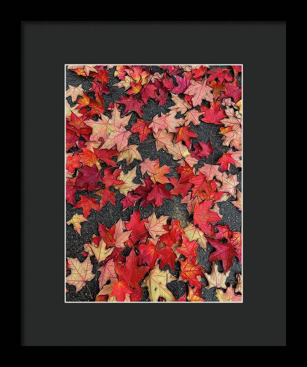 Maple Leaves In October 2 - Framed Print