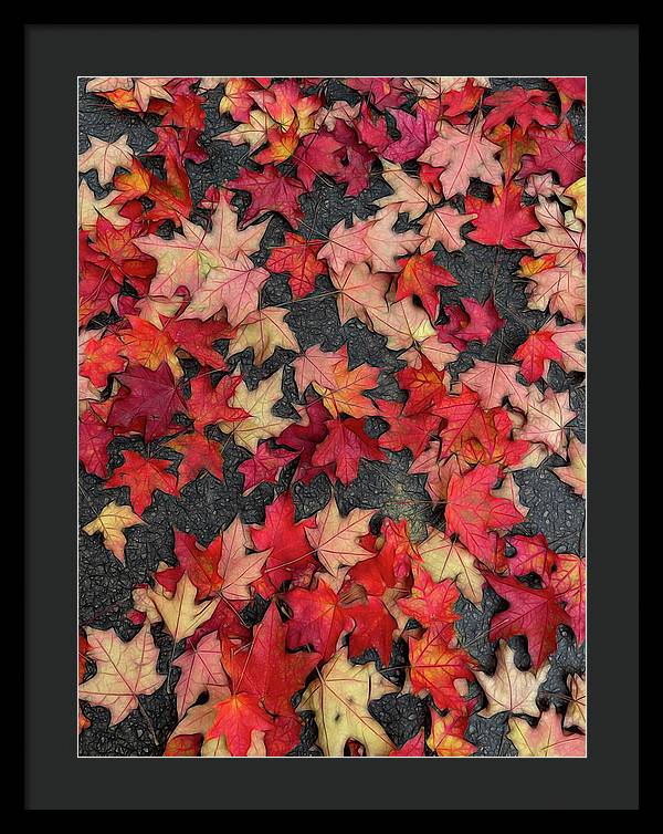 Maple Leaves In October 2 - Framed Print