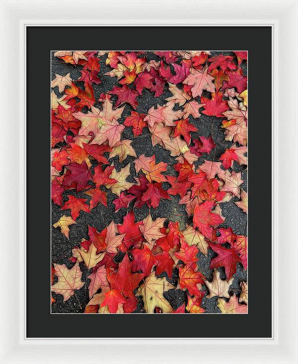 Maple Leaves In October 2 - Framed Print