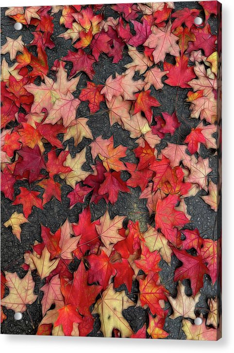 Maple Leaves In October 2 - Acrylic Print