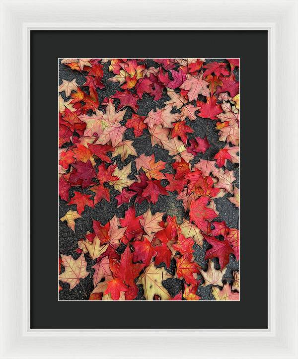 Maple Leaves In October 2 - Framed Print