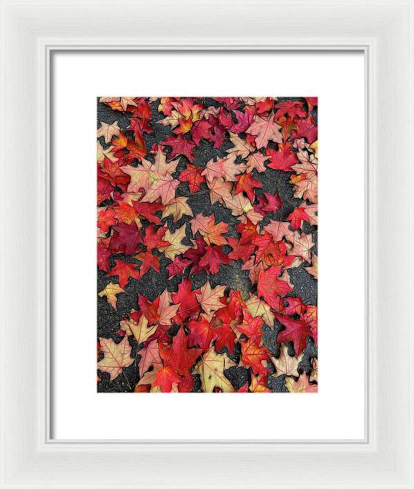 Maple Leaves In October 2 - Framed Print