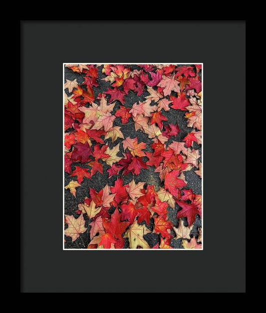 Maple Leaves In October 2 - Framed Print